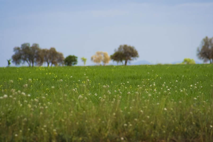 el_campo_primavera el_campo_primavera